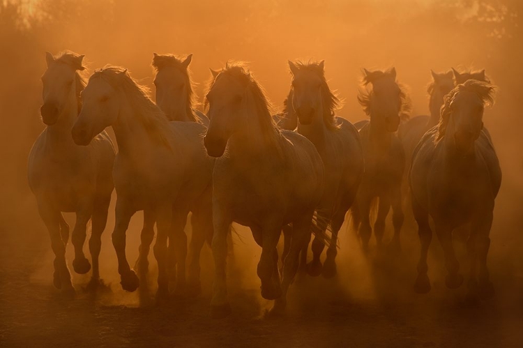 Picture of EVENING RIDE