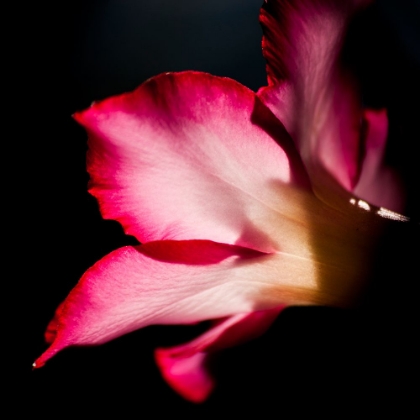 Picture of DESERT ROSE AGLOW