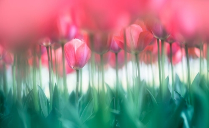 Picture of LINED TULIPS