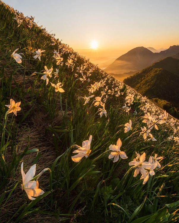 Picture of DAFFODILS