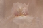 Picture of CANOPY
