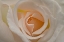 Picture of BLUSH