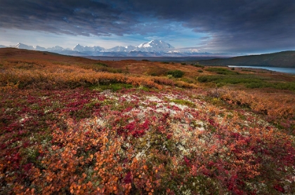 Picture of DENALI IN FALL COLOR AT SUNRISE, CAPTUERD NEAR WONDER LAKE CAMPING GROUND