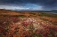 Picture of DENALI IN FALL COLOR AT SUNRISE, CAPTUERD NEAR WONDER LAKE CAMPING GROUND