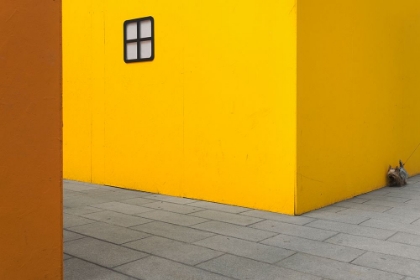 Picture of YELLOW STREET DOG