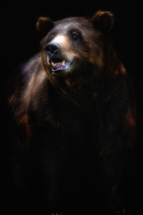 Picture of BROWN BEAR PORTRAIT