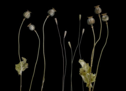 Picture of POPPY PODS
