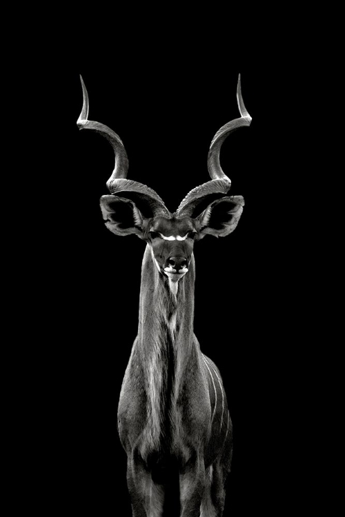 Picture of GREATER KUDU