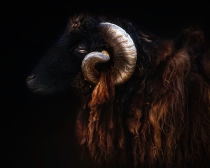 Picture of RAM PORTRAIT