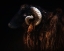 Picture of RAM PORTRAIT