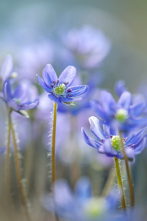 Picture of HEPATICA