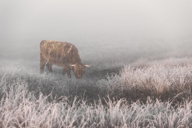 Picture of HIGHLANDER IN WHITE GRASS