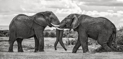 Picture of BULL ELEPHANTS PLAYING