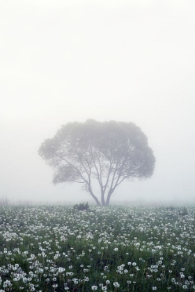 Picture of LONELY TREE