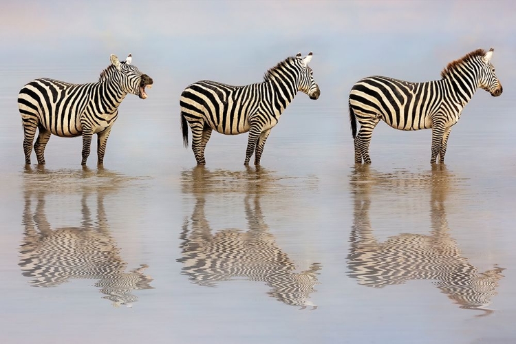 Picture of THE BOSSY ZEBRA