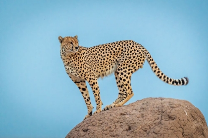 Picture of CHEETAH IN THE BLUE HOUR