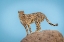 Picture of CHEETAH IN THE BLUE HOUR