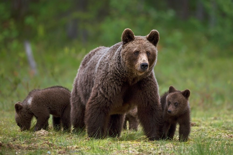 Picture of THE FAMILY OF THE WOOD