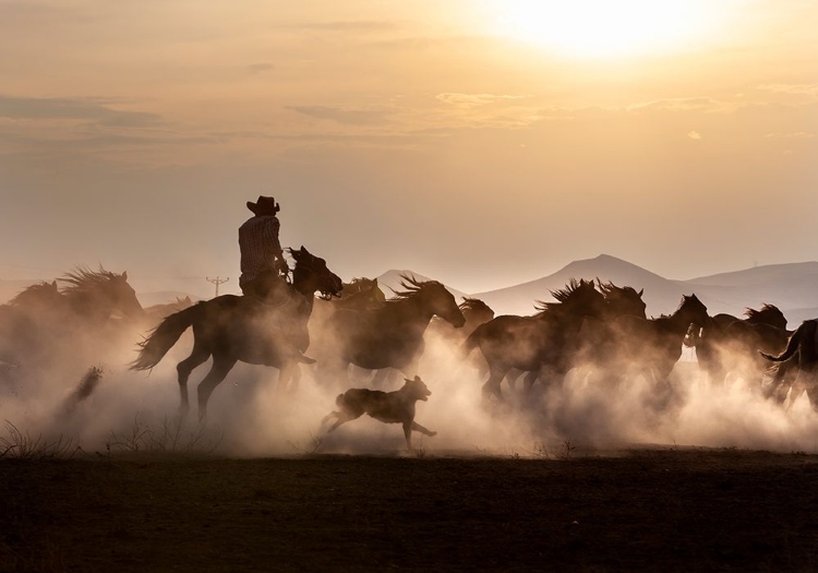 Picture of NOBLE HORSES