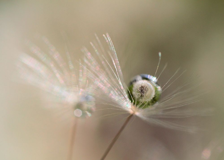 Picture of STAR OF DANDELION