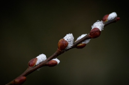 Picture of EARLY SPRING