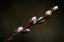 Picture of EARLY SPRING