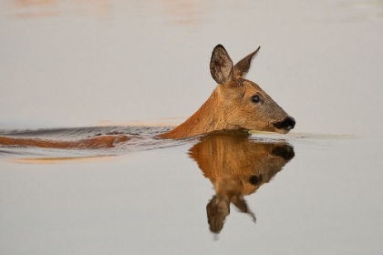 Picture of PRACTICING HER DELIGHTFUL MORNING SWIM...