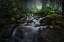 Picture of BORNEO RAINFOREST
