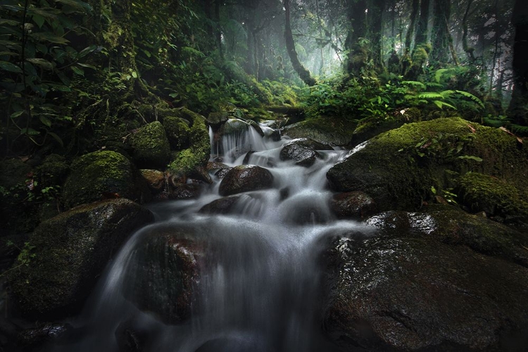 Picture of BORNEO RAINFOREST