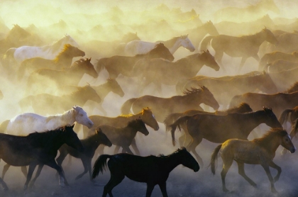 Picture of WILD HORSES