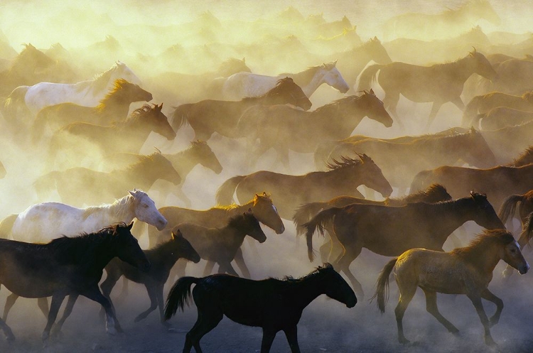 Picture of WILD HORSES