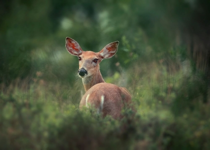 Picture of DOE-EYED