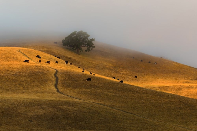 Picture of A SUMMER MORNING IN TRIVALLEY