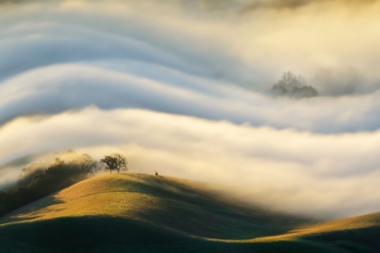 Picture of MORNING FOG