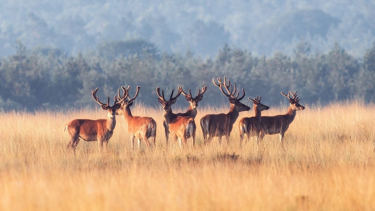 Picture of RED DEER