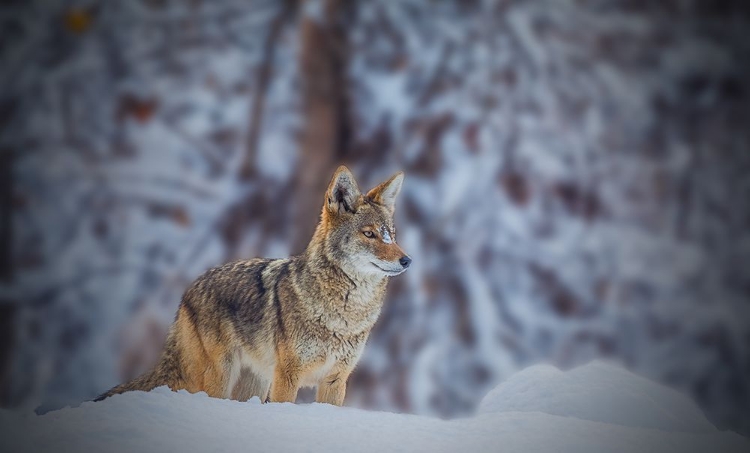 Picture of COYOTE