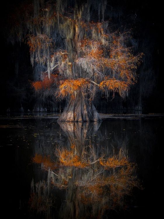 Picture of CYPRESS REFLECTION