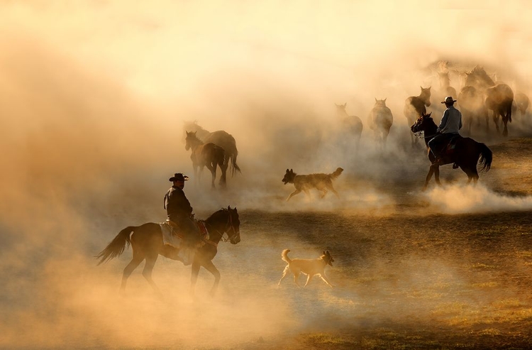 Picture of HORSES