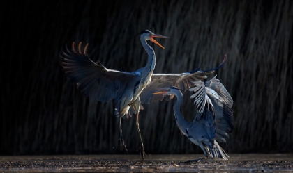 Picture of THE DANCE