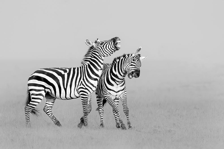 Picture of ZEBRAS