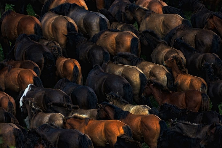 Picture of WILD HORSES