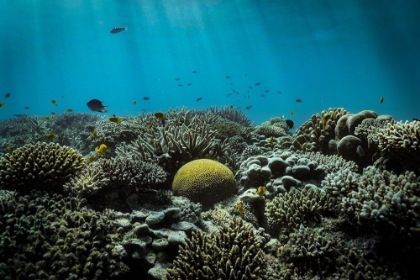 Picture of THE REEF