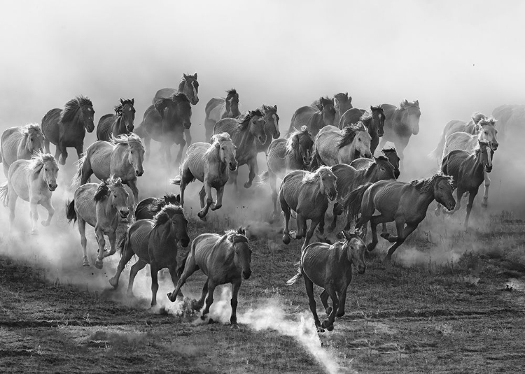 Picture of GALLOPING