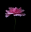 Picture of DELICATE