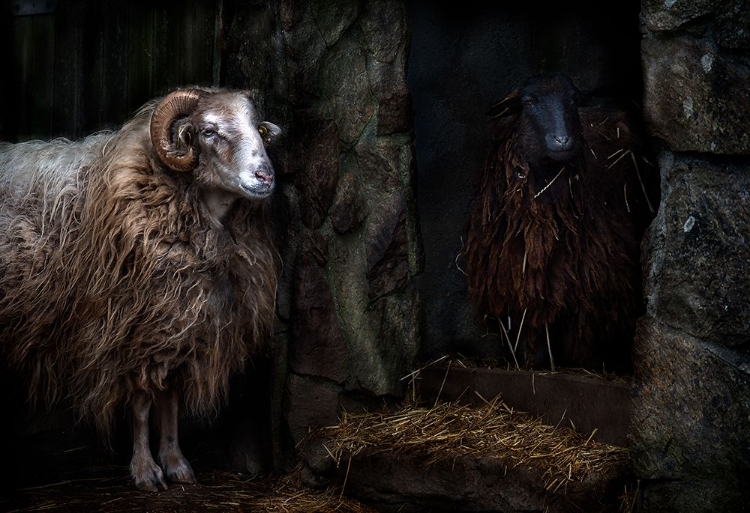 Picture of THE SHEEP SHED