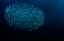 Picture of THE BAIT BALL