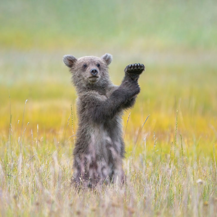 Picture of A LITTLE CONDUCTOR