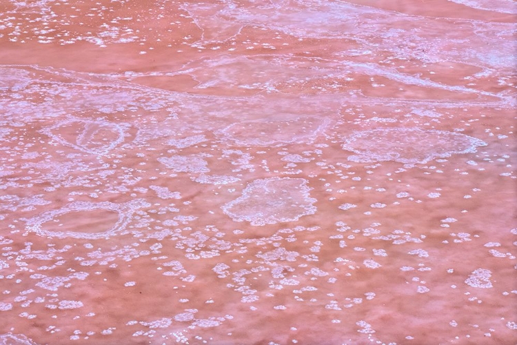 Picture of CRYSTALLIZED SALT IN PUERTO REAL. CADIZ.