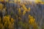 Picture of THE COLOR OF AUTUMN