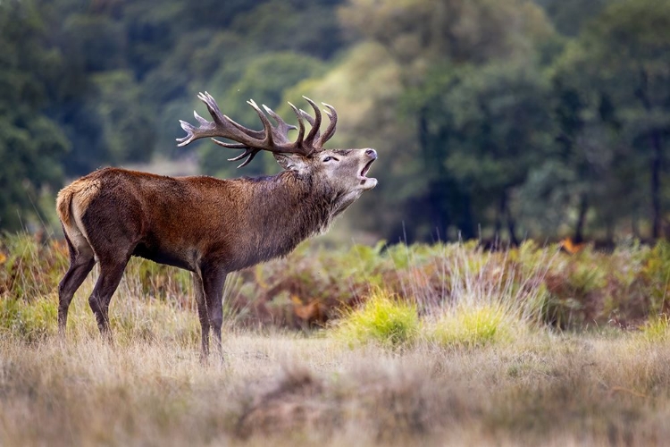 Picture of THE SCREAM OF THE DEER